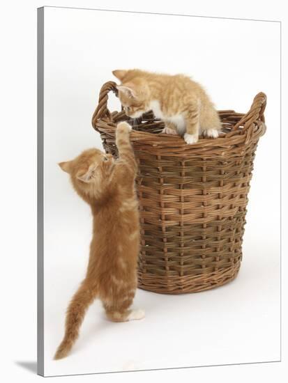 Two Ginger Kittens Playing in a Wicker Basket-Mark Taylor-Stretched Canvas