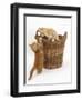 Two Ginger Kittens Playing in a Wicker Basket-Mark Taylor-Framed Premium Photographic Print