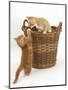 Two Ginger Kittens Playing in a Wicker Basket-Mark Taylor-Mounted Premium Photographic Print
