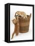 Two Ginger Kittens Playing in a Wicker Basket-Mark Taylor-Framed Stretched Canvas