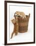 Two Ginger Kittens Playing in a Wicker Basket-Mark Taylor-Framed Photographic Print