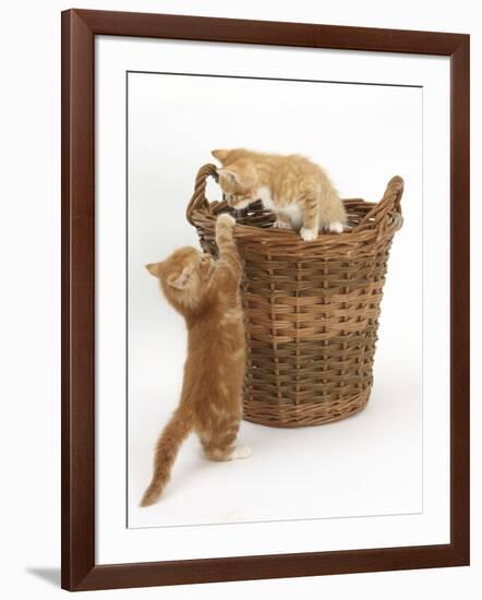 Two Ginger Kittens Playing in a Wicker Basket-Mark Taylor-Framed Photographic Print