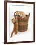 Two Ginger Kittens Playing in a Wicker Basket-Mark Taylor-Framed Photographic Print