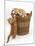 Two Ginger Kittens Playing in a Wicker Basket-Mark Taylor-Mounted Photographic Print