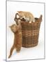 Two Ginger Kittens Playing in a Wicker Basket-Mark Taylor-Mounted Photographic Print