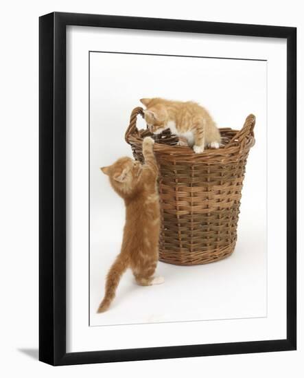 Two Ginger Kittens Playing in a Wicker Basket-Mark Taylor-Framed Photographic Print