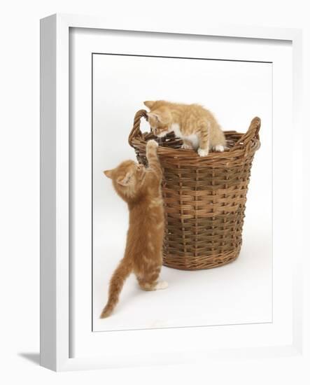 Two Ginger Kittens Playing in a Wicker Basket-Mark Taylor-Framed Photographic Print