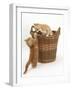 Two Ginger Kittens Playing in a Wicker Basket-Mark Taylor-Framed Photographic Print