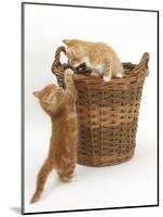 Two Ginger Kittens Playing in a Wicker Basket-Mark Taylor-Mounted Photographic Print