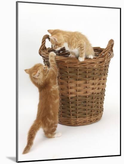 Two Ginger Kittens Playing in a Wicker Basket-Mark Taylor-Mounted Photographic Print