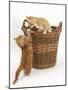 Two Ginger Kittens Playing in a Wicker Basket-Mark Taylor-Mounted Photographic Print