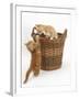 Two Ginger Kittens Playing in a Wicker Basket-Mark Taylor-Framed Photographic Print