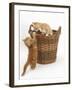 Two Ginger Kittens Playing in a Wicker Basket-Mark Taylor-Framed Photographic Print