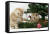 Two Ginger Kittens Playing with Decorations in a Christmas Tree-Mark Taylor-Framed Stretched Canvas