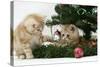 Two Ginger Kittens Playing with Decorations in a Christmas Tree-Mark Taylor-Stretched Canvas