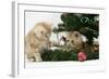 Two Ginger Kittens Playing with Decorations in a Christmas Tree-Mark Taylor-Framed Photographic Print