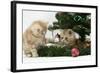 Two Ginger Kittens Playing with Decorations in a Christmas Tree-Mark Taylor-Framed Photographic Print