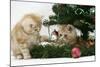 Two Ginger Kittens Playing with Decorations in a Christmas Tree-Mark Taylor-Mounted Photographic Print