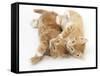 Two Ginger Kittens Rolling Playfully on their Sides-Mark Taylor-Framed Stretched Canvas