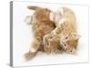 Two Ginger Kittens Rolling Playfully on their Sides-Mark Taylor-Stretched Canvas