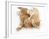 Two Ginger Kittens Rolling Playfully on their Sides-Mark Taylor-Framed Photographic Print