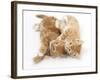 Two Ginger Kittens Rolling Playfully on their Sides-Mark Taylor-Framed Photographic Print