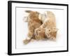 Two Ginger Kittens Rolling Playfully on their Sides-Mark Taylor-Framed Photographic Print