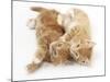 Two Ginger Kittens Rolling Playfully on their Sides-Mark Taylor-Mounted Photographic Print