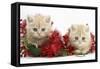 Two Ginger Kittens with Christmas Decorations, Red Tinsel and Holly Berries-Mark Taylor-Framed Stretched Canvas