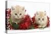 Two Ginger Kittens with Christmas Decorations, Red Tinsel and Holly Berries-Mark Taylor-Stretched Canvas