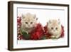 Two Ginger Kittens with Christmas Decorations, Red Tinsel and Holly Berries-Mark Taylor-Framed Photographic Print