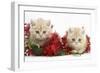 Two Ginger Kittens with Christmas Decorations, Red Tinsel and Holly Berries-Mark Taylor-Framed Photographic Print