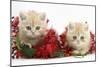 Two Ginger Kittens with Christmas Decorations, Red Tinsel and Holly Berries-Mark Taylor-Mounted Photographic Print