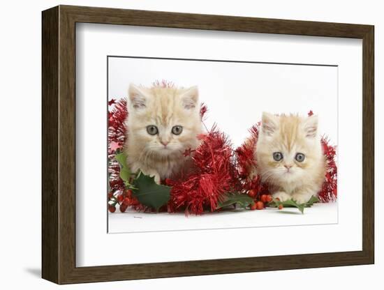 Two Ginger Kittens with Christmas Decorations, Red Tinsel and Holly Berries-Mark Taylor-Framed Photographic Print