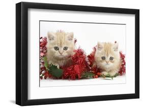 Two Ginger Kittens with Christmas Decorations, Red Tinsel and Holly Berries-Mark Taylor-Framed Photographic Print