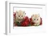 Two Ginger Kittens with Christmas Decorations, Red Tinsel and Holly Berries-Mark Taylor-Framed Photographic Print