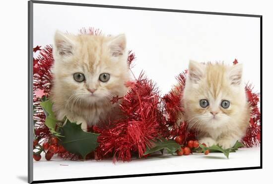 Two Ginger Kittens with Christmas Decorations, Red Tinsel and Holly Berries-Mark Taylor-Mounted Photographic Print