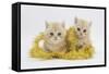 Two Ginger Kittens with Gold Christmas Tinsel-Mark Taylor-Framed Stretched Canvas