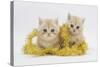 Two Ginger Kittens with Gold Christmas Tinsel-Mark Taylor-Stretched Canvas