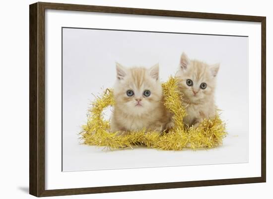 Two Ginger Kittens with Gold Christmas Tinsel-Mark Taylor-Framed Photographic Print