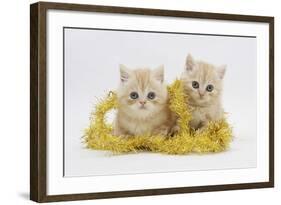 Two Ginger Kittens with Gold Christmas Tinsel-Mark Taylor-Framed Photographic Print