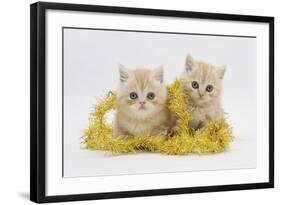 Two Ginger Kittens with Gold Christmas Tinsel-Mark Taylor-Framed Photographic Print