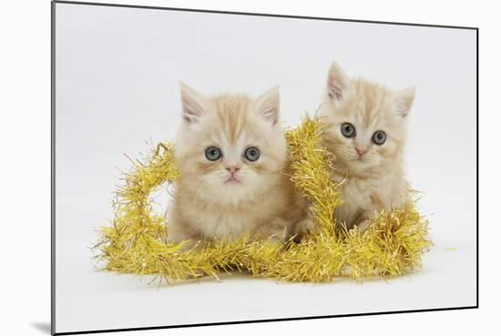 Two Ginger Kittens with Gold Christmas Tinsel-Mark Taylor-Mounted Photographic Print