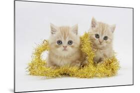 Two Ginger Kittens with Gold Christmas Tinsel-Mark Taylor-Mounted Photographic Print