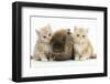 Two Ginger Kittens with Lionhead Rabbit-Mark Taylor-Framed Photographic Print