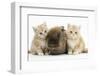 Two Ginger Kittens with Lionhead Rabbit-Mark Taylor-Framed Photographic Print