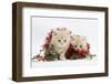 Two Ginger Kittens with Red Christmas Tinsel and Holly Berries-Mark Taylor-Framed Photographic Print