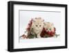 Two Ginger Kittens with Red Christmas Tinsel and Holly Berries-Mark Taylor-Framed Photographic Print