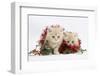 Two Ginger Kittens with Red Christmas Tinsel and Holly Berries-Mark Taylor-Framed Photographic Print