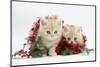 Two Ginger Kittens with Red Christmas Tinsel and Holly Berries-Mark Taylor-Mounted Photographic Print